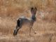 black-tailed jackrabbit (Lepus californicus) 