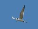 Least Tern (Sterna antillarum)