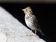 Savannah Sparrow (Passerculus sandwichensis)