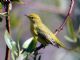 Yellow Warbler (Dendroica petechia) 