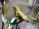 Yellow Warbler (Dendroica petechia)