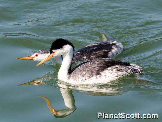 Clark's Grebe (Aechmophorus clarkii)