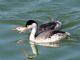 Clarks Grebe (Aechmophorus clarkii) Adult and Juvenile