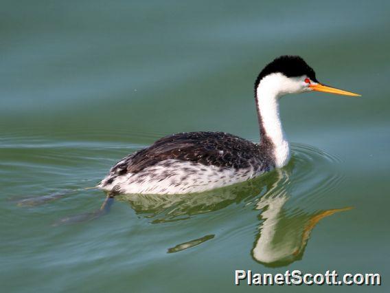 Clark's Grebe (Aechmophorus clarkii)