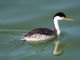 Clarks Grebe (Aechmophorus clarkii)