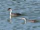 Western Grebe (Aechmophorus occidentalis) Adult and Juvenile