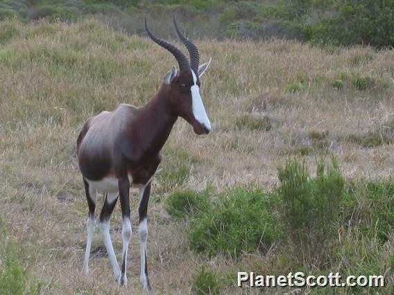 Bontebok (Damaliscus pygargus)