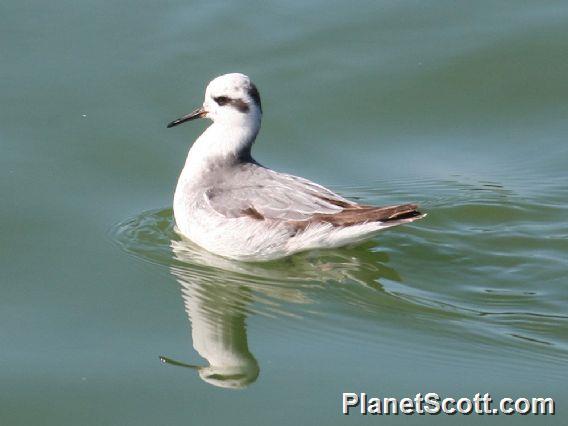 Red Phalarope (Phalaropus fulicarius)