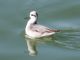 Red Phalarope (Phalaropus fulicaria) 