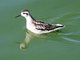 Red-necked Phalarope (Phalaropus lobatus)