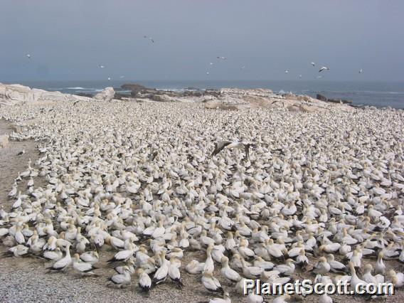 Cape Gannet (Morus capensis)