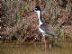 Black-necked Stilt (Himantopus mexicanus) 