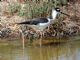 Black-necked Stilt (Himantopus mexicanus) Juvenile