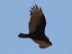 Turkey Vulture (Cathartes aura) In Flight