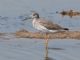 Greater Yellowlegs (Tringa melanoleuca) 