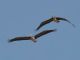 Brown Pelican (Pelecanus occidentalis) In Flight