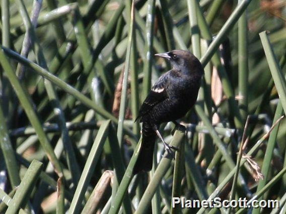 Tricolored Blackbird (Agelaius tricolor)