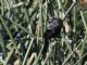 Tricolored Blackbird (Agelaius tricolor) 