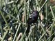 Tricolored Blackbird (Agelaius tricolor)
