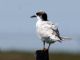 Forsters Tern (Sterna forsteri) 