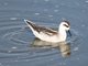 Red-necked Phalarope (Phalaropus lobatus)