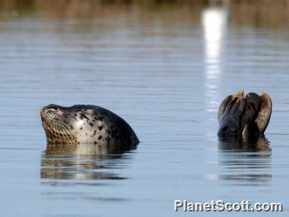 Harbor Seal (Phoca vitulina)