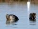 harbor seal (Phoca vitulina) 