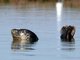 harbor seal (Phoca vitulina)
