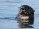 sea otter (Enhydra lutris) 