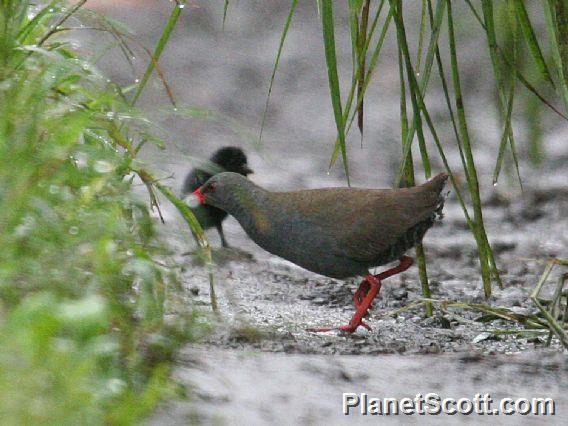 Paint-billed Crake (Mustelirallus erythrops)