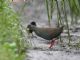 Paint-billed Crake (Mustelirallus erythrops) 