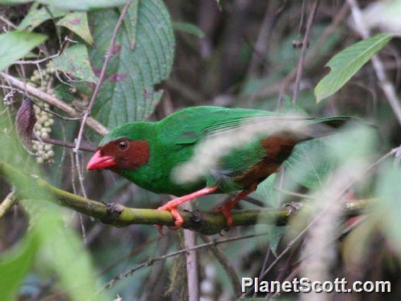 Grass-green Tanager (Chlorornis riefferii)