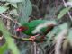 Grass-green Tanager (Chlorornis riefferii) 