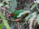 Grass-green Tanager (Chlorornis riefferii) 