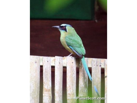 Whooping Motmot (Momotus subrufescens)