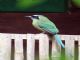 Blue-crowned Motmot (Momotus momota) 