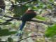 Broad-billed Motmot (Electron platyrhynchum) 