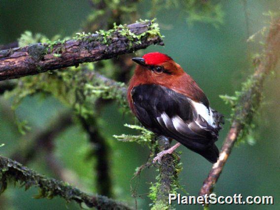 Club-winged Manakin (Machaeropterus deliciosus)