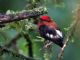 Club-winged Manakin (Machaeropterus deliciosus) Male