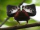 Club-winged Manakin (Machaeropterus deliciosus) Male Displaying