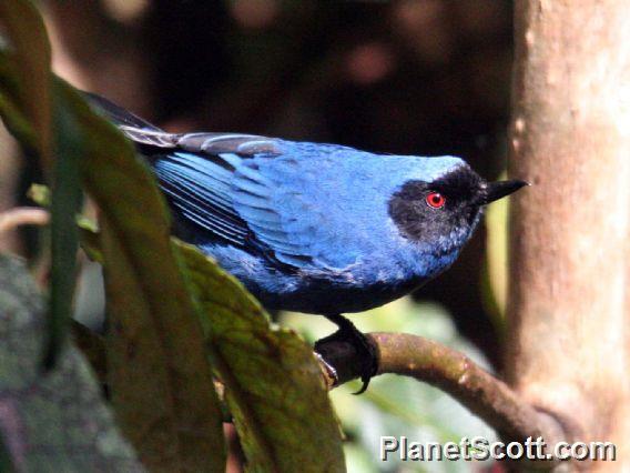 Masked Flowerpiercer (Diglossa cyanea)