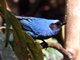 Masked Flower-piercer (Diglossopis cyanea)