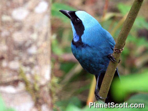 Turquoise Jay (Cyanolyca turcosa)