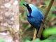 Turquoise Jay (Cyanolyca turcosa) 