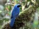 Turquoise Jay (Cyanolyca turcosa) 