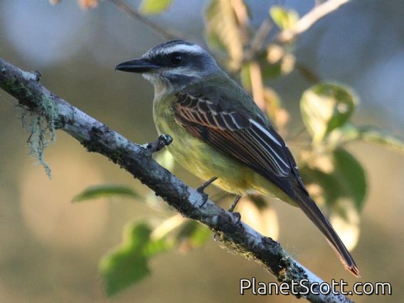Golden-bellied Flycatcher (Myiodynastes hemichrysus) 