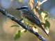 Golden-bellied Flycatcher (Myiodynastes hemichrysus) 