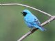 Swallow Tanager (Tersina viridis) Male