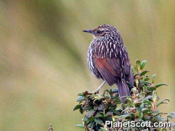 Many-striped Canastero (Asthenes flammulata)