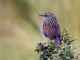 Many-striped Canastero (Asthenes flammulata) 